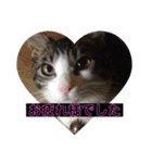 猫(ΦωΦ)敬語（個別スタンプ：14）