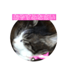 猫(ΦωΦ)敬語（個別スタンプ：15）