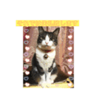 猫(ΦωΦ)敬語（個別スタンプ：16）