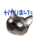 いろんな「了解」（個別スタンプ：12）