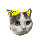 いろんな「了解」（個別スタンプ：14）