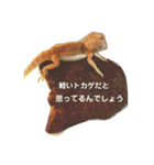 フトアゴヒゲトカゲのサマーとタイル（個別スタンプ：1）