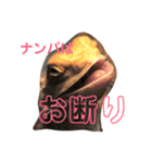 フトアゴヒゲトカゲのサマーとタイル（個別スタンプ：5）