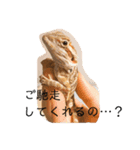 フトアゴヒゲトカゲのサマーとタイル（個別スタンプ：6）