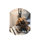 フトアゴヒゲトカゲのサマーとタイル（個別スタンプ：7）