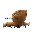 フトアゴヒゲトカゲのサマーとタイル（個別スタンプ：11）