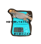 フトアゴヒゲトカゲのサマーとタイル（個別スタンプ：14）