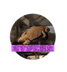 フトアゴヒゲトカゲのサマーとタイル（個別スタンプ：16）