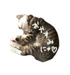 みゃたんきゃわわわスタンプ（個別スタンプ：1）