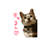 みゃたんきゃわわわスタンプ（個別スタンプ：3）