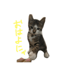 みゃたんきゃわわわスタンプ（個別スタンプ：6）