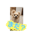 ポメチワのラテちゃん 2（個別スタンプ：1）