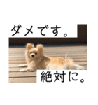 ポメチワのラテちゃん 2（個別スタンプ：7）