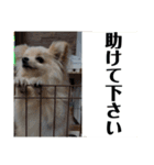ポメチワのラテちゃん 2（個別スタンプ：15）