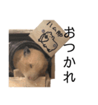 実写ハムスタンプ！1（個別スタンプ：16）