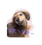 ちょこ3（個別スタンプ：9）