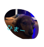 ちょこ3（個別スタンプ：16）