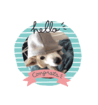 cute dog etc（個別スタンプ：1）