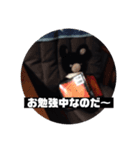 cute dog etc（個別スタンプ：4）