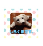 cute dog etc（個別スタンプ：5）