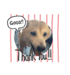 cute dog etc（個別スタンプ：6）