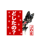 チワワのジョー（個別スタンプ：3）