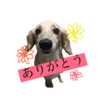 高地ココ2（個別スタンプ：5）