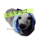 高地ココ2（個別スタンプ：7）