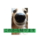 高地ココ2（個別スタンプ：14）