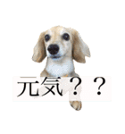 高地ココ2（個別スタンプ：16）