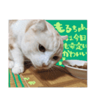 もるちゃ（個別スタンプ：17）