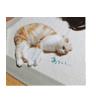 もるちゃ（個別スタンプ：20）