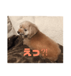 ピーチャンスタンプ（個別スタンプ：3）