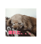 ピーチャンスタンプ（個別スタンプ：5）