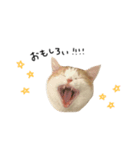 猫のめるちゃんスタンプ（個別スタンプ：2）