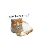 猫のめるちゃんスタンプ（個別スタンプ：3）