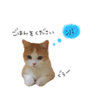 猫のめるちゃんスタンプ（個別スタンプ：4）