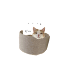 猫のめるちゃんスタンプ（個別スタンプ：5）