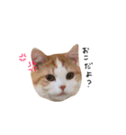 猫のめるちゃんスタンプ（個別スタンプ：7）