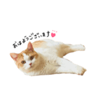 猫のめるちゃんスタンプ（個別スタンプ：8）
