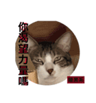 猫猫猫猫猫猫猫猫猫（個別スタンプ：3）