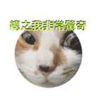 猫猫猫猫猫猫猫猫猫（個別スタンプ：5）