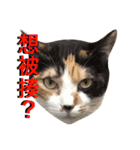 猫猫猫猫猫猫猫猫猫（個別スタンプ：6）