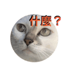 猫猫猫猫猫猫猫猫猫（個別スタンプ：10）