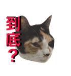 猫猫猫猫猫猫猫猫猫（個別スタンプ：24）