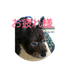 ワンコカイ（個別スタンプ：2）