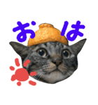 みかんかぶり猫 さばお太郎と銀鮭二郎（個別スタンプ：3）