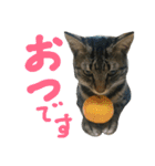 みかんかぶり猫 さばお太郎と銀鮭二郎（個別スタンプ：5）