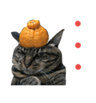 みかんかぶり猫 さばお太郎と銀鮭二郎（個別スタンプ：6）