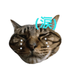 みかんかぶり猫 さばお太郎と銀鮭二郎（個別スタンプ：9）